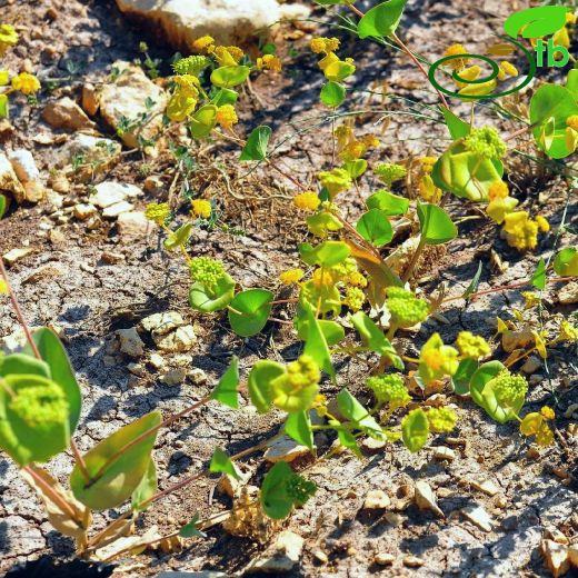 Bupleurum-Şeytanayağı