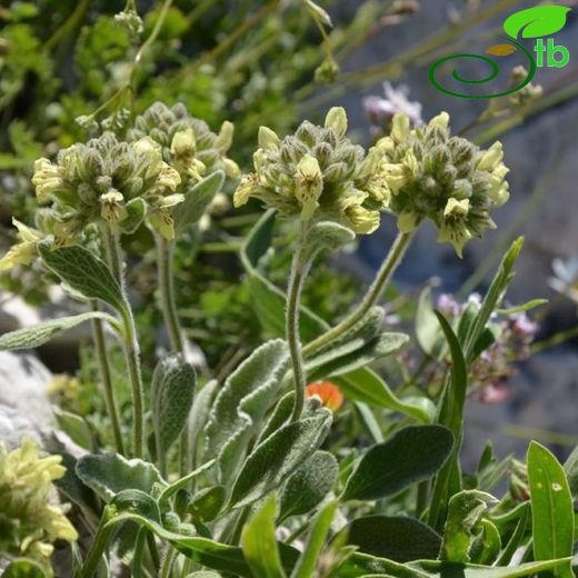 Stachys citrina