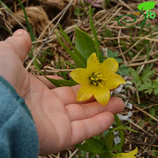 Liliaceae-Zambakgiller