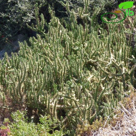 Austrocylindropuntia