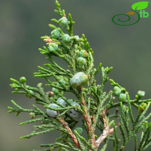 Juniperus-Ardıç