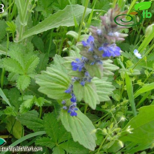 Ajuga genevensis