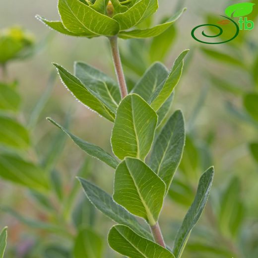 Euphorbia-Sütleğen