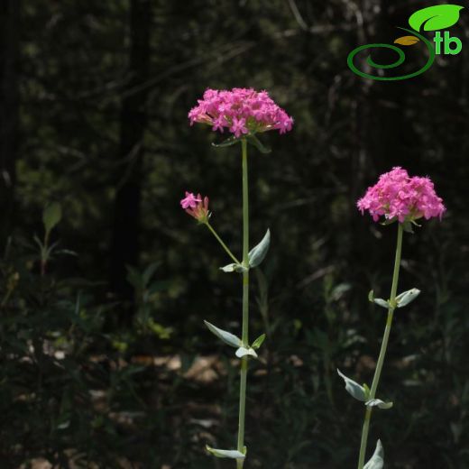 Silene compacta