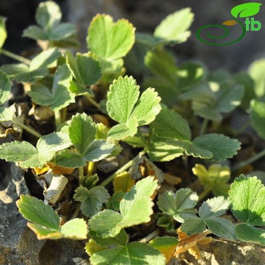 Potentilla-Beşparmakotu