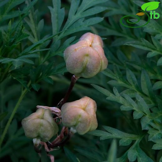 Liliaceae-Zambakgiller