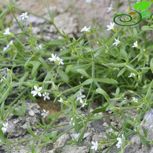 Arenaria pamphylica
