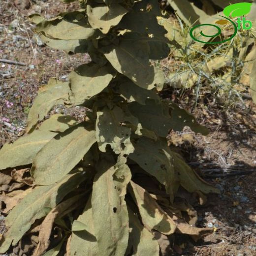 Verbascum mykales