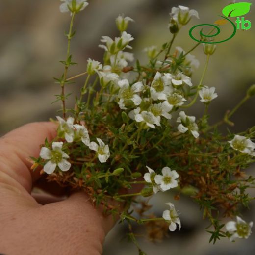 Minuartia imbricata