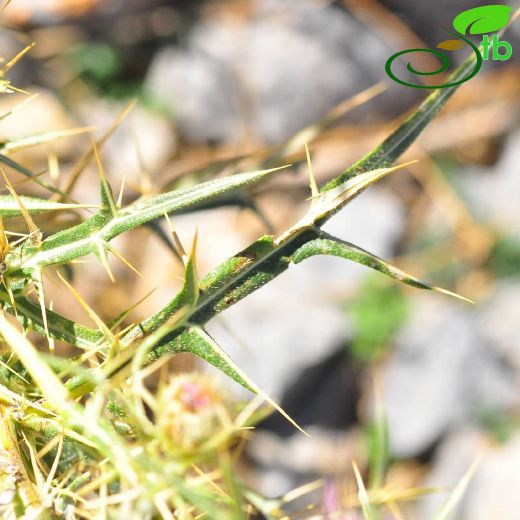 Asteraceae-Papatyagiller