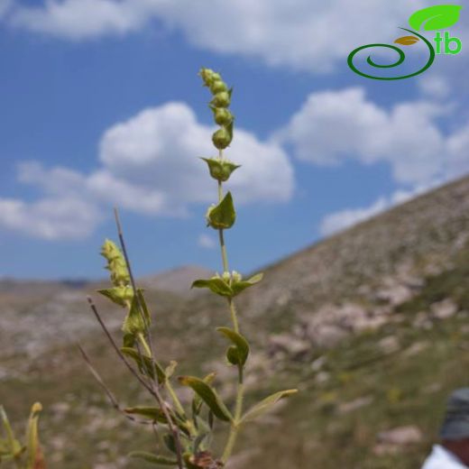 Sideritis pisidica