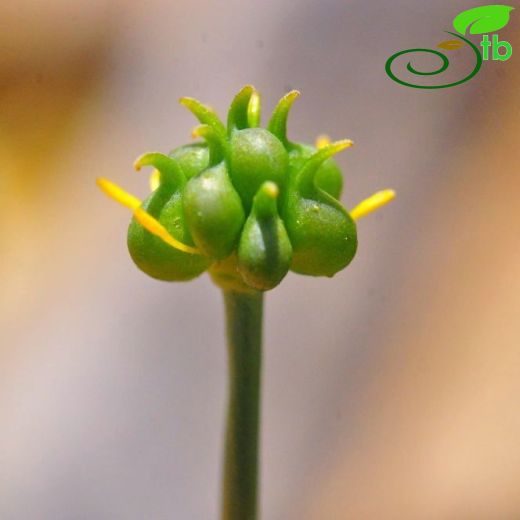 Ranunculus brevifolius