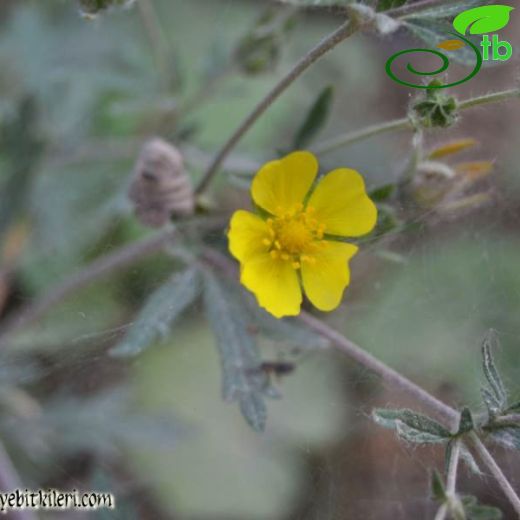 Potentilla lazica