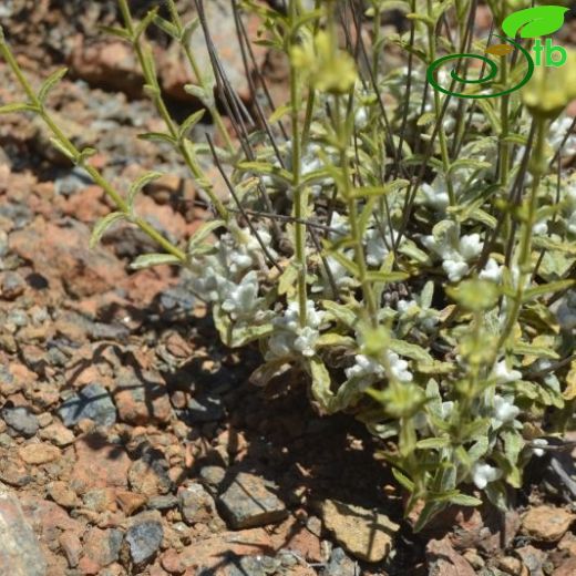 Sideritis leptoclada