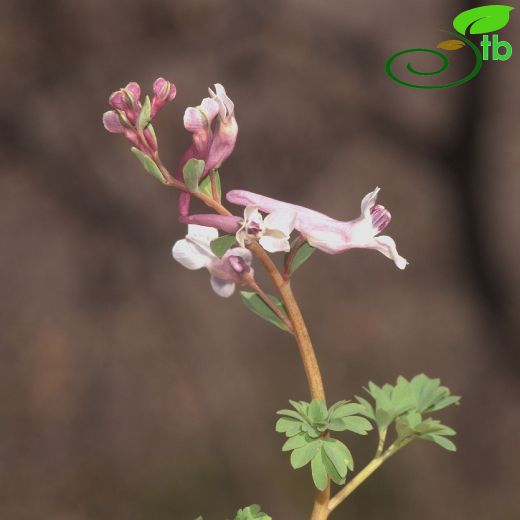 Corydalis haussknechtii