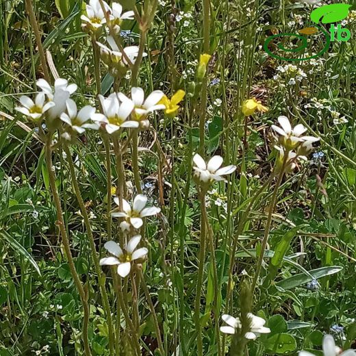 Saxifraga-Taşkıran