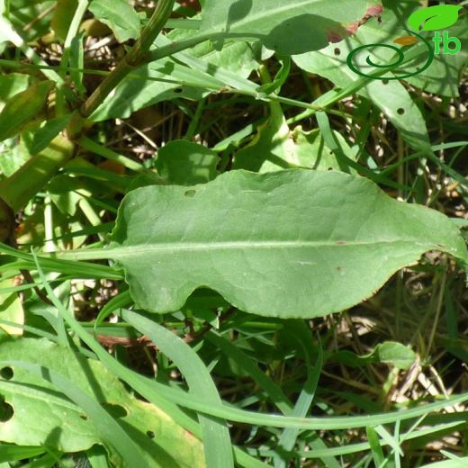 Rumex conglomeratus