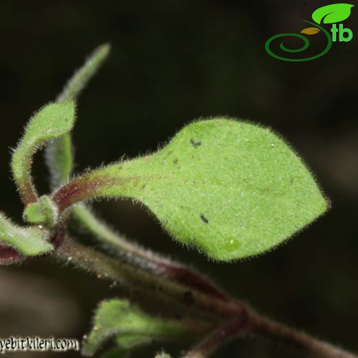 Silene cryptoneura