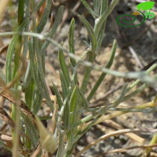 Xeranthemum longipapposum