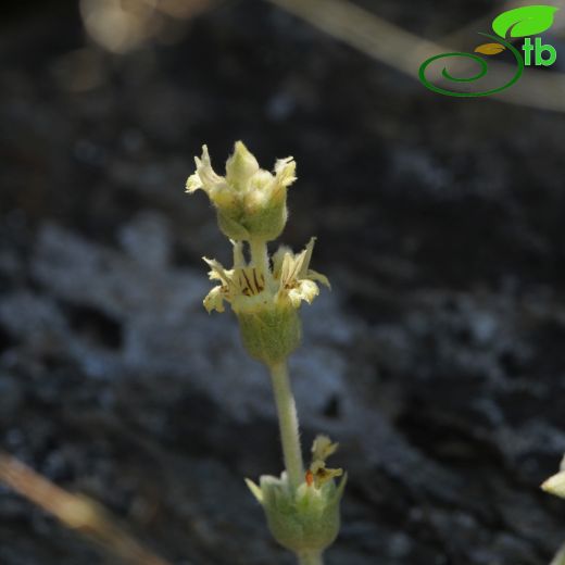 Sideritis sipylea