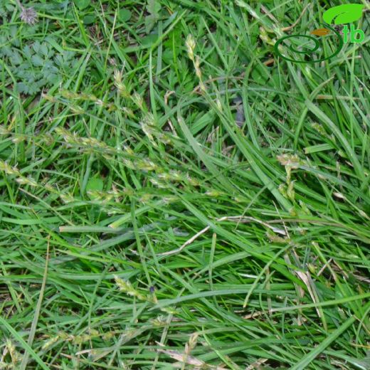 Cyperaceae-Hasırotugiller