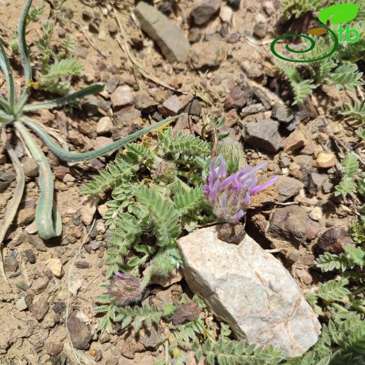 Astragalus nanus