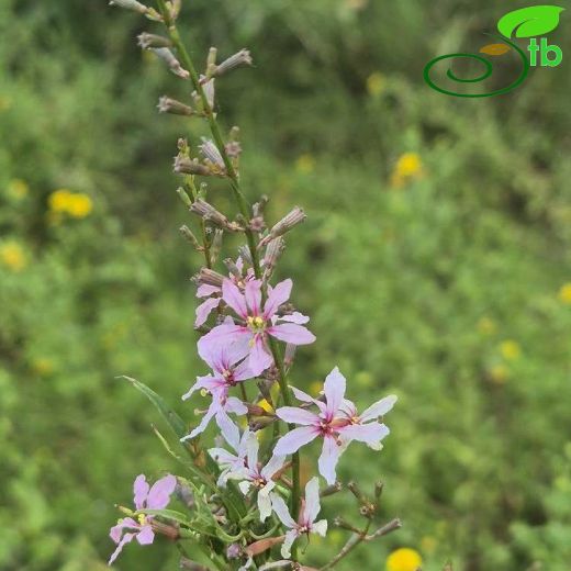 Lythrum virgatum