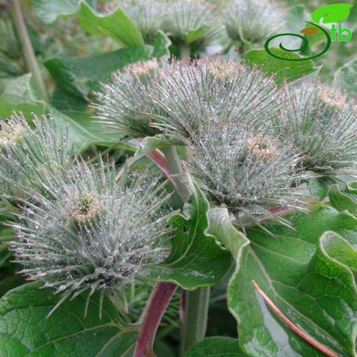 Arctium tomentosum