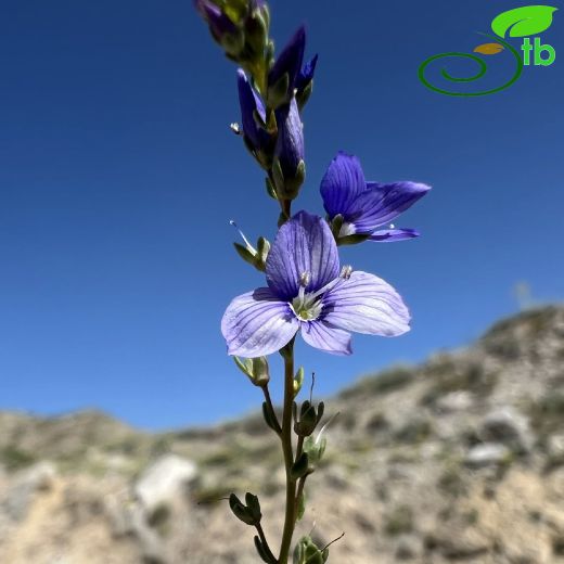 Plantaginaceae-Sinirotugiller