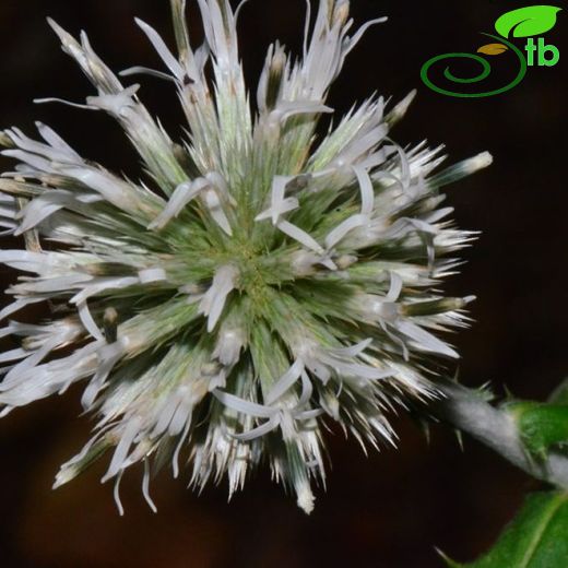 Echinops ossicus