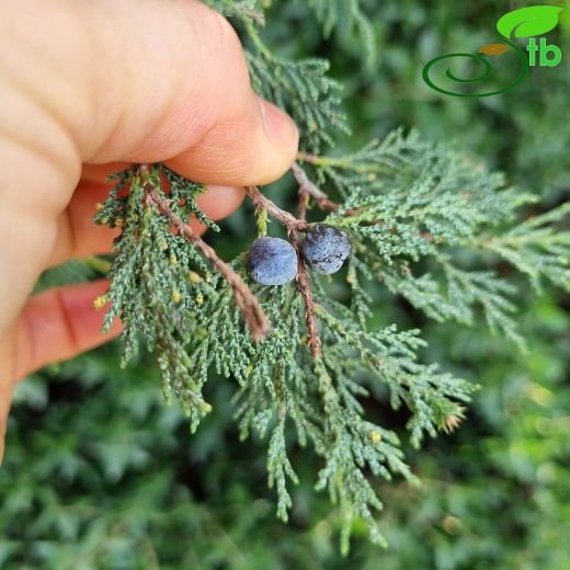 Juniperus-Ardıç