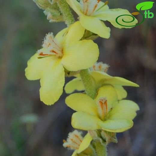 Verbascum meandri