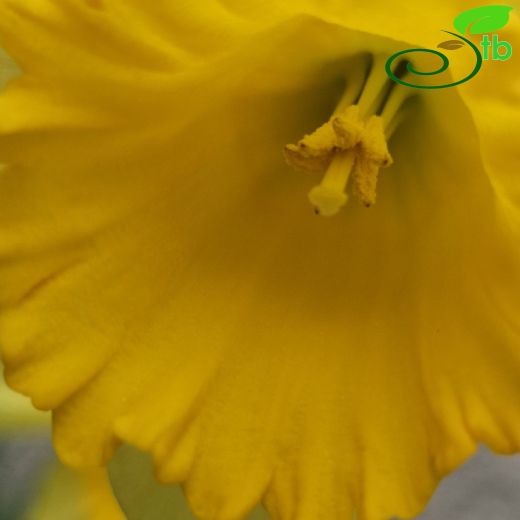 Narcissus-Nergis