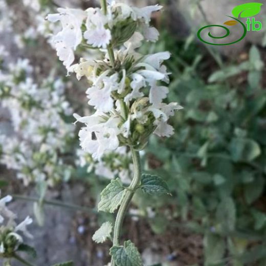 Nepeta italica