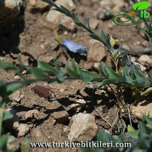 Linum unguiculatum