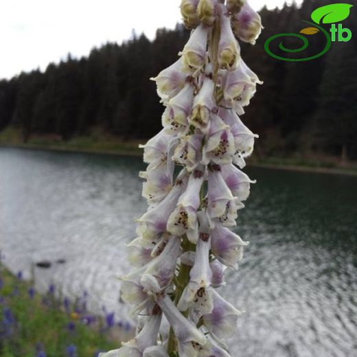 Aconitum orientale