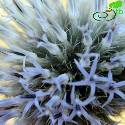 Echinops tournefortii