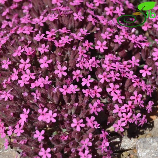 Saponaria prostrata