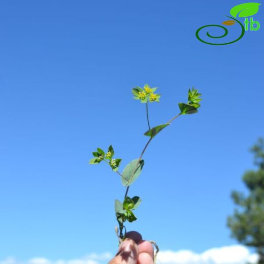 Bupleurum heldreichii