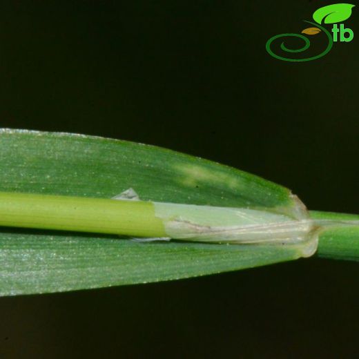 Cynosurus echinatus