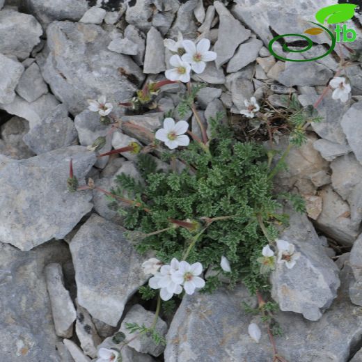 Geraniaceae-Turnagagasıgiller