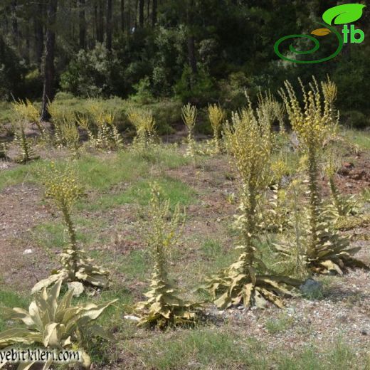 Verbascum mykales