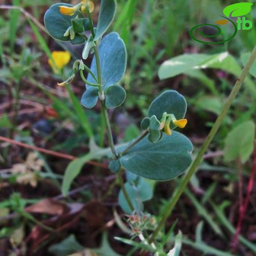 Coronilla scorpioides