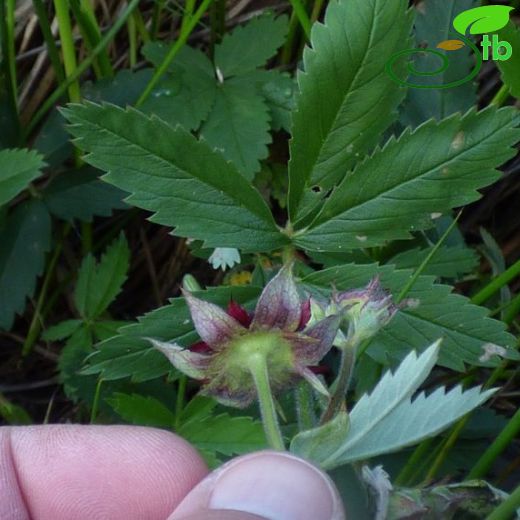 Potentilla palustris