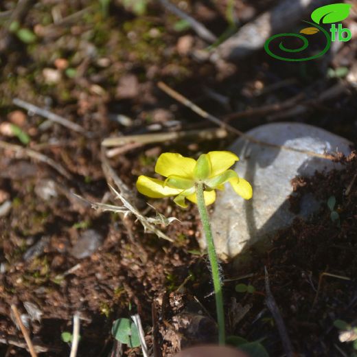 Ranunculus bullatus