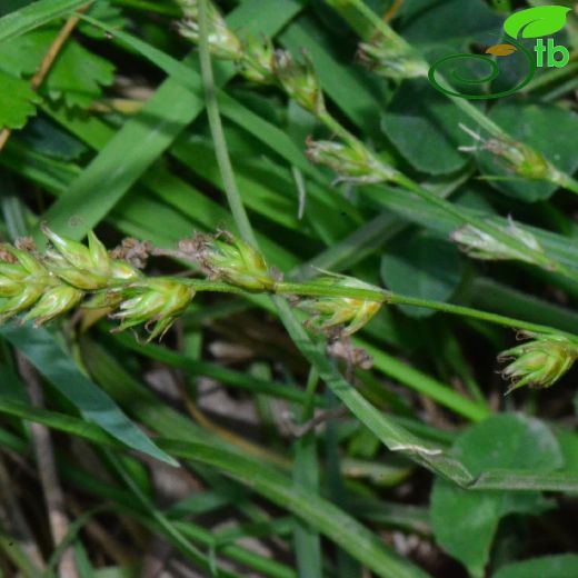 Cyperaceae-Hasırotugiller