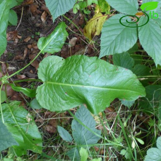 Rumex obtusifolius