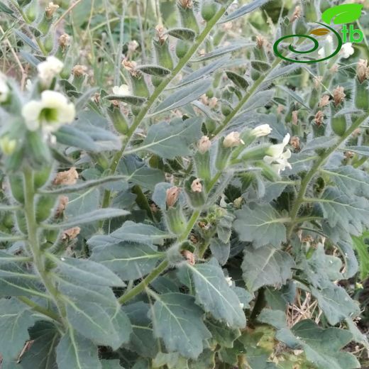 Hyoscyamus-Banotu