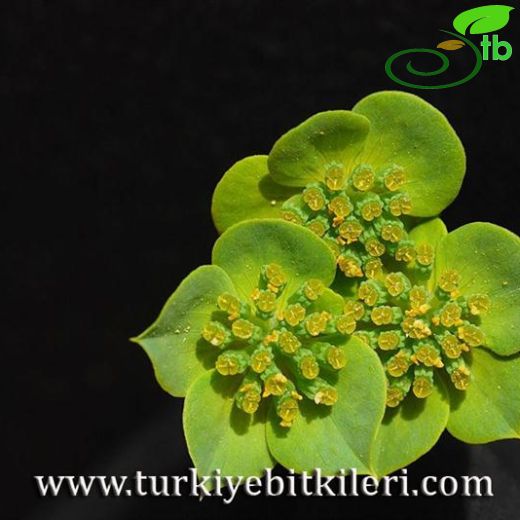 Bupleurum intermedium