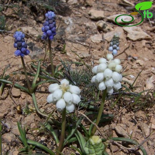 Muscari pallens